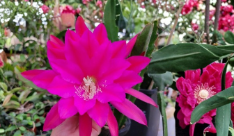 Epiphyllum Cuttings 8-10 Inch Unrooted Orchid Cactus Stems Jeanette Davis Latimer for Propagation