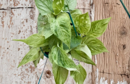 Snow Queen Pothos Cuttings 5-Pack Unrooted Variegated Epipremnum Aureum Indoor Houseplant Starter