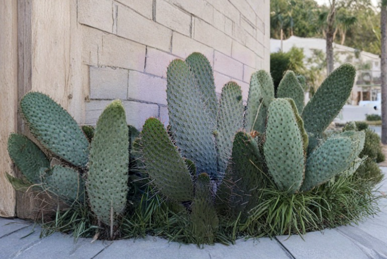 Unrooted Cactus Cutting 12 Inch Consolea Moniliformis Opuntia Type Succulent for Propagation Desert Plant
