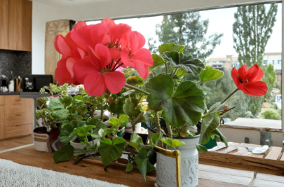 4 Zonal Geranium Cuttings 5 Inch Pelargonium Hortorum Fresh Flowering Stems for Rooting and Garden Growing