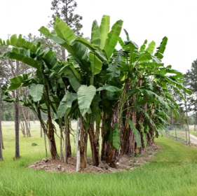 Blue Java Banana Plant - Small Live Rooted Starter Tree - Musa acuminata 'Ice Cream' - Tropical Fruit Garden Plant