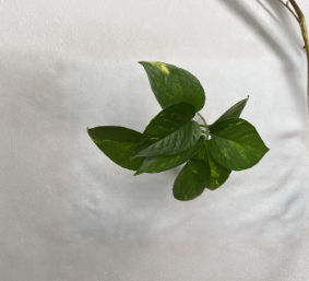 Golden Pothos 4 Rooted Cuttings Live Indoor Vine Plant Starter Epipremnum Aureum