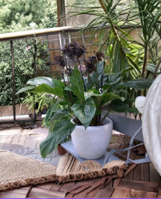 Black Bat Flower Starter Plant - Tacca Chantrieri - Exotic Tropical Black Lily for Indoor/Outdoor Shade Gardening