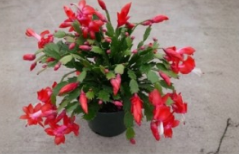 Red Christmas Cactus Cuttings 3 Count Exotic Dancer Unrooted Schlumbergera 2-3 Segments Holiday Plant