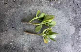 Thick Jade Plant Cuttings Set of 2, Crassula ovata Succulent, 4 to 6 Inch Stems for Propagation