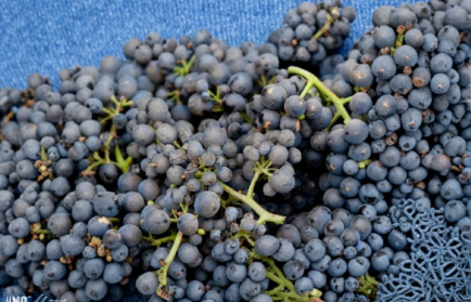 Pinot Noir Grape Vine Cuttings - 3 Unrooted Stems for Propagation - Vitis Vinifera Fruit Plant
