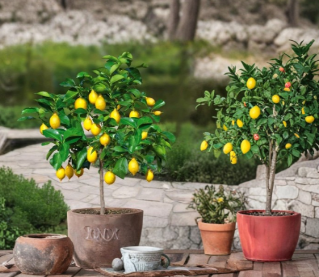 Meyer Lemon Tree Potted Citrus Plant 16-24" Citrus × meyeri for Garden or Container Growing