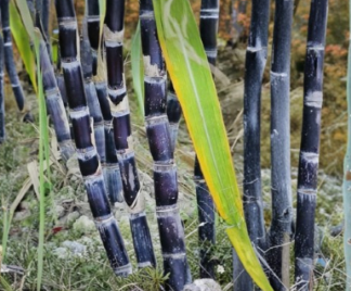 Fresh Sugar Cane Sticks 8 lb Bundle Green or Purple Saccharum officinarum Cuttings