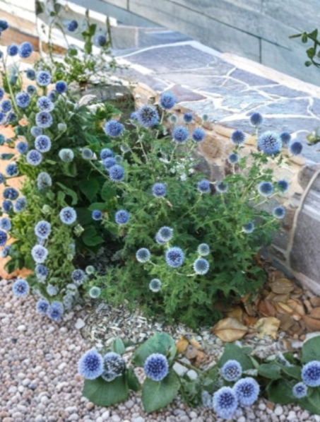 Echinops Blue Glow Live Plant Rooted Plug - Globe Thistle Perennial - 2 to 4 Inch Tall