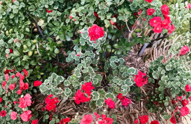 Variegated Zonal Geranium Starter Plant 6 Inch Live Rooted Cutting Pelargonium