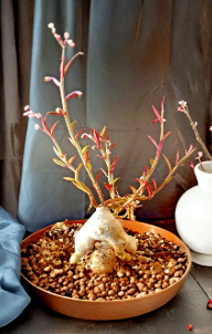 Monadenium Rubellum Seeds – 10 Count Euphorbia Rubellum Bonsai Succulent Plant Seeds for Indoor Gardening