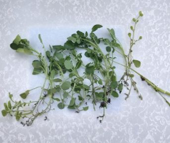 Watercress Live Plant Cuttings 15 Count - Nasturtium Officinale Rooted Vegetable for Garden Planting