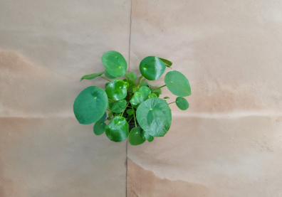 Pilea Peperomioides | 4 Inch Pot | Chinese Money Plant | Live Indoor Houseplant | Green Foliage | Modern Decor Plant