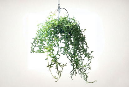String of Flying Dolphins Cuttings - 3 Inch Live Hanging Succulent - Curio peregrinus