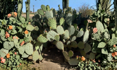 Santa Rita Prickly Pear Cactus Cuttings Unrooted Lot - Opuntia Engelmannii Purple Spiny Pads