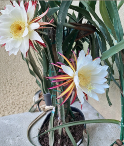Valdivia Roja Dragon Fruit Cuttings 5-7 Inch Red Pitaya Stem Selenicereus Live Cactus for Rooting
