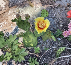 Prickly Pear Cactus Pads - 5 Unrooted Cuttings - Opuntia Cespitosa - Eastern Native Succulent