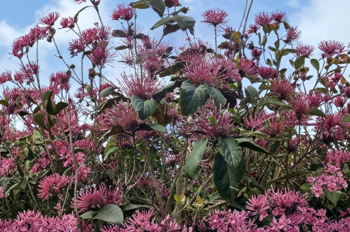 Unrooted Cuttings - 10 Starburst Clerodendrum Quadriloculare - Tropical Flowering Shrub for Propagation