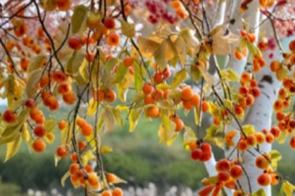 Ichi Ki Asian Persimmon Cuttings 6 Pack Unrooted Scionwood Diospyros Kaki for Grafting or Propagation