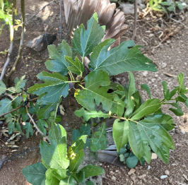 Black Madeira Fig Cuttings 3 Count - Ficus Carica Scion Wood for Grafting or Rooting