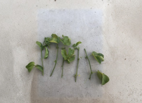 Passion Fruit Vine Cuttings Set of 5 Unrooted Passiflora edulis Live Starter Plants for Gardening