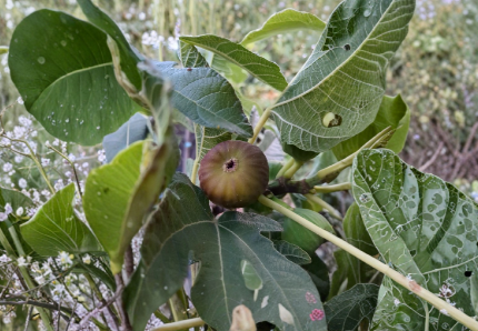 10 Unrooted Olympian Fig Tree Cuttings - Ficus Carica Fresh Stems for Grafting or Rooting