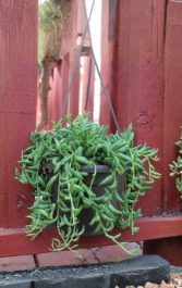 String of Bananas Succulent Cuttings Set of 6 Unrooted Trailing Plant (Senecio radicans)