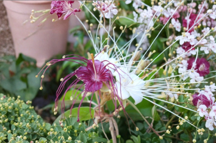 Jamaican Caper Seeds 10 Count - Capparis cynophallophora - Florida Native Tropical Fruit Berry Plant