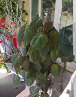 Philodendron Cutting 2 Node Micans Unrooted Vine Plant - Philodendron Hederaceum Micans