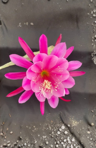 Epiphyllum Orchid Cactus Plant - 3 Inch Pot, Pink Flowering Houseplant, Epiphyllum grand prize