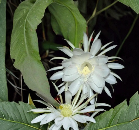 4 Epiphyllum Oxypetalum Cuttings - 6 Inch Orchid Cactus Queen of the Night Live Plant Segments for Propagation