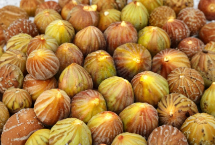 Brown Turkey Fig Cuttings 4 Pack, 6-8 Inch Unrooted Stems for Propagation, Ficus carica