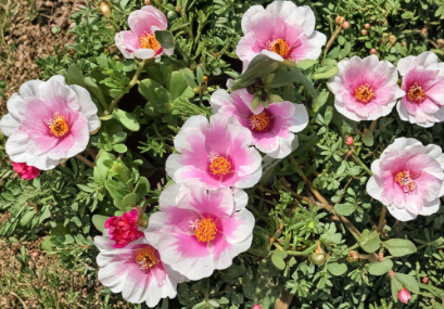 Unrooted Portulaca Cuttings | Pink and White Jumbo Samba | Live Trailing Flower Plant | Fancy Moss Rose