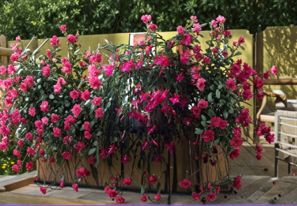 True Christmas Cactus Starter Plant - Old Fashioned Pink - Schlumbergera - Live Tropical Houseplant