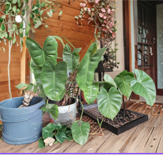 Arrowhead Plant Rooted Cuttings - Large Leaf Syngonium Podophyllum - Live Indoor Tropical Houseplant