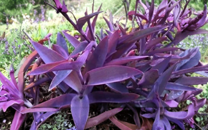 Purple Heart Tradescantia Cuttings - 5+ Count Live Trailing Plant - Tradescantia Pallida Purpurea