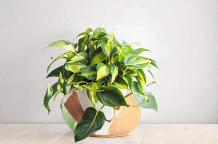 Philodendron Brasil Cuttings 3-Count Unrooted Live Houseplant Philodendron Hederaceum