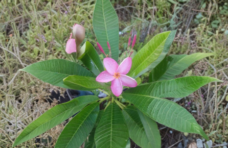 Plumeria Cutting 8-10 Inch Unrooted Frangipani Plant for Propagation - Tropical Flowering Plant