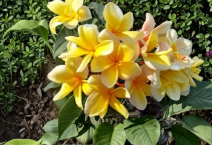 Plumeria Cutting 8-12 Inch Yellow Aztec Gold Unrooted Frangipani Tropical Flowering Plant Starter