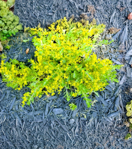 Creeping Sedum Ground Cover Cuttings - 25 Live Stonecrop Plants (1-3 Inch) for Rock Garden or Landscape