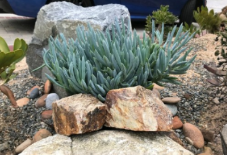 Blue Chalk Sticks Cuttings - 4 Live Succulent Stems - Senecio Mandraliscae - Ideal for Propagation