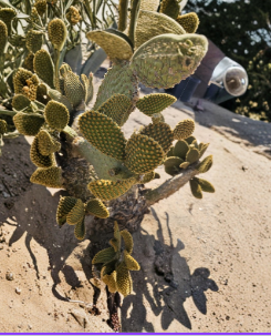 Bunny's Ears Cactus Cuttings 20 Pack Unrooted Opuntia microdasys 3-5 Inch Easy Care Succulent Plant