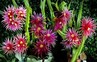 Dragon Fruit Cuttings 8-14 Inch Unrooted Pitaya Cactus for Propagation - Hylocereus spp.