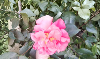 Light Red Camellia Cuttings - Eight Unrooted Stems for Garden Growing - Camellia japonica
