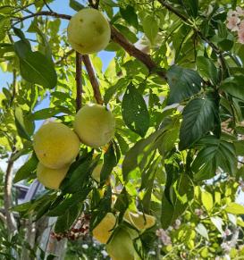 Flavor Queen Pluot Scion Wood Cuttings - 5 Dormant Plum Apricot Hybrid Grafting Cuttings - Fruit Tree Wood