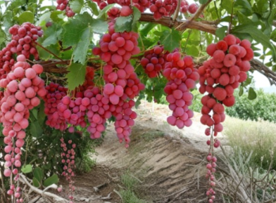 Mixed Grape Vine Unrooted Cuttings Collection - Pink & Blue Varieties for Propagation - Perfect for Gardening and Vine Cultivation