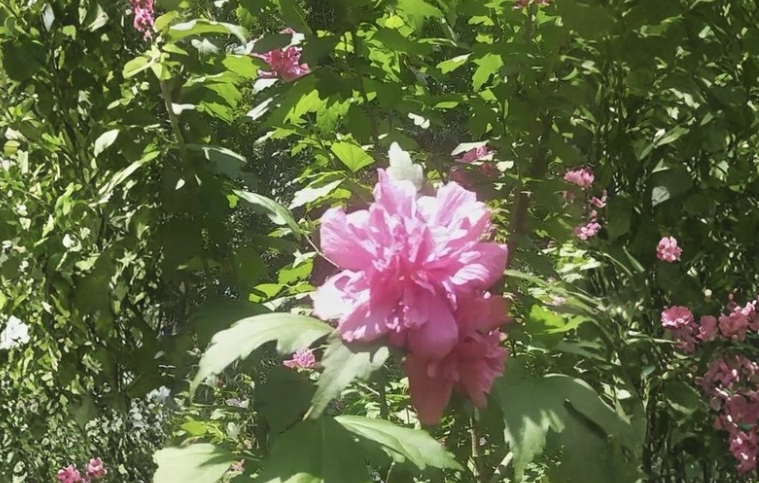 3 Double Pink Rose of Sharon Cuttings for Rooting, Hibiscus Syriacus Althea Shrub Flower Stems, Garden Plant