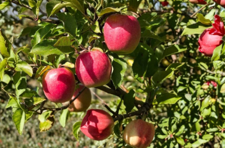 Pink Lady Apple Scionwood 5 Pack - Fresh Green Scions for Grafting (Malus domestica)