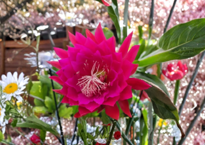 Epiphyllum Cuttings 8-10 Inch Unrooted Kiwi Nicky Lynette Orchid Cactus Stems for Propagation