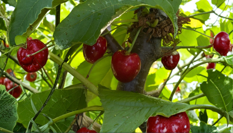 3 Stella Cherry Scion Cuttings for Grafting - Prunus Avium Wood